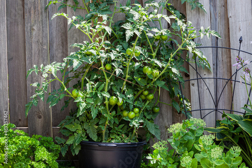 Tomato plant with green tomatoes in a pot beside an old wooden fence. Home gardening