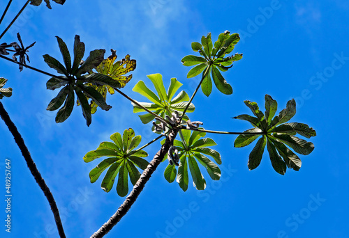 Snakewood tree (Cecropia peltata) and blue sky, Rio de Janeiro photo