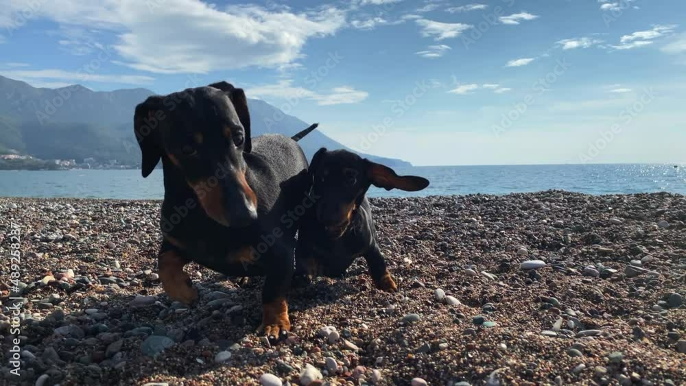 Two funny active dachshund dogs play on pebble beach on a warm sunny day, catching up and jokingly attacking each other, mountains and sea on the background Two funny active dachshund dogs play on pebble beach on a warm sunny day, catching up and jokingly attacking each other, mountains and sea on the background