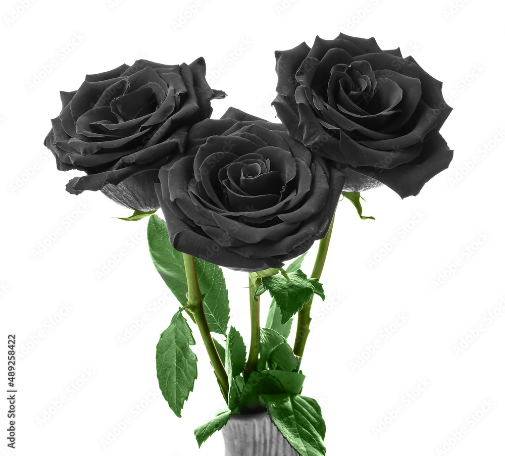 Fresh black roses on white background Stock Photo Adobe Stock