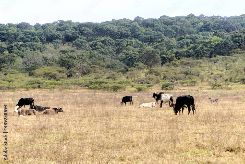 Rural landscape with some cows in the foreground and a forest with green trees in the background Rural landscape with some cows in the foreground and a forest with green trees in the background