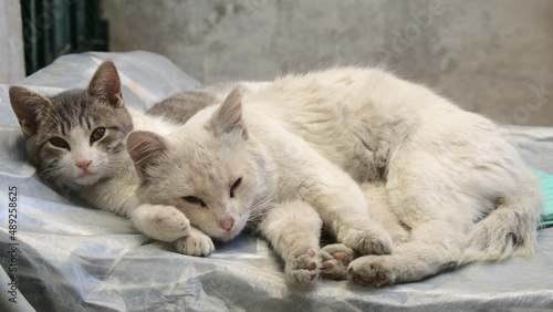 A gray cat and a white cat sleeping on a table