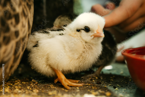 Newborn Baby Chicks