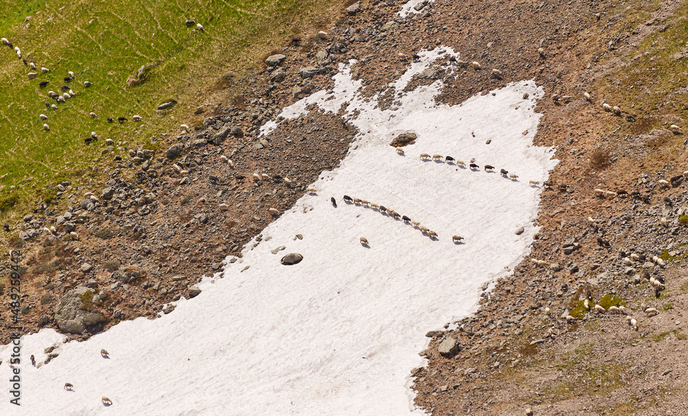 A herd of sheep in the mountains. Beautiful mountain landscape view. Snowy rocks. A herd of sheep in the mountains. Beautiful mountain landscape view. Snowy rocks.