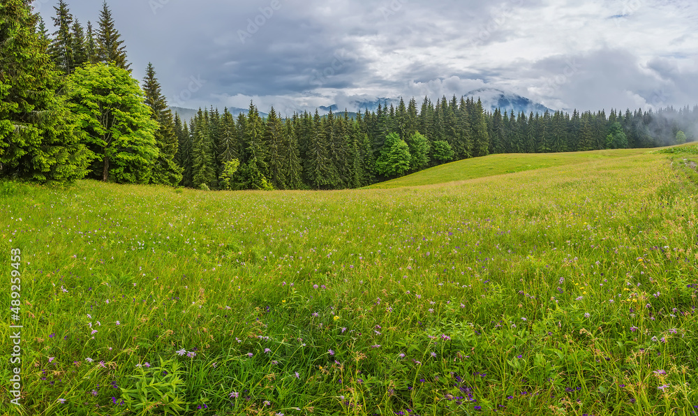 landscape in the Alps with fresh green meadows and blooming flowers and snow-capped mountain tops in the background