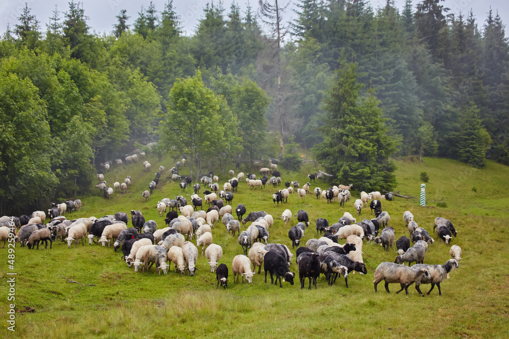 Panorama of landscape with herd of sheep graze on green pasture in the mountains.