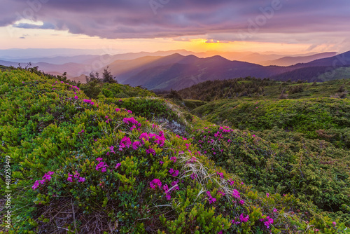 Summer landscape with flowers of rhododendron. Evening with a beautiful sky in the mountains. Glade of pink flowers. © Ryzhkov Oleksandr