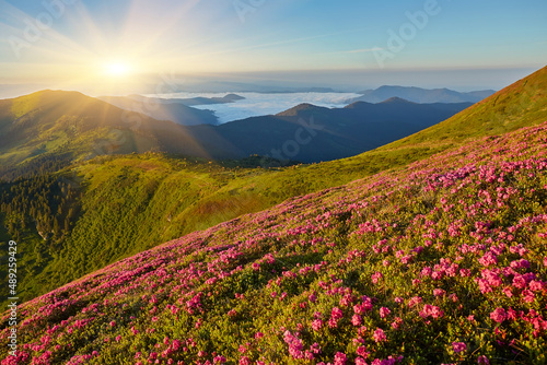 Magic pink rhododendron flowers on mountain © Ryzhkov Oleksandr
