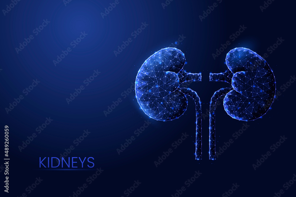 Human kidneys low poly concept vector illustration. Stock Vector ...