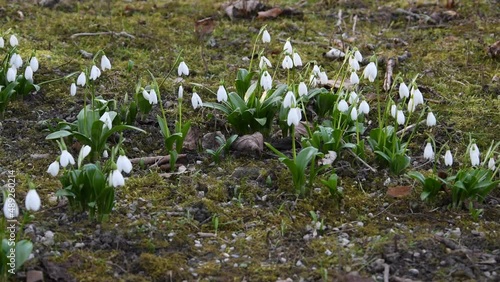 snowdrops flutter in the wind