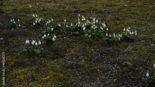 snowdrops flutter in the wind