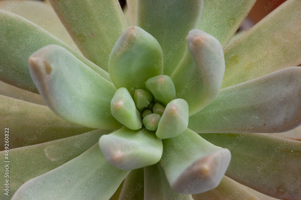 Closeup view of succulent rosette with light-green leaves for design or project, for publication, poster, calendar, post, screensaver, wallpaper, postcard, postcard, banner, cover, website Closeup view of succulent rosette with light-green leaves for design or project, for publication, poster, calendar, post, screensaver, wallpaper, postcard, postcard, banner, cover, website
