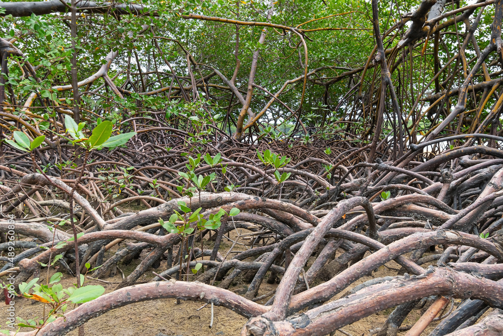 Obraz premium Nature landscape of mangroves around the Ipojuca River, near Camboa beach, Ipojuca - PE, Brazil. Plants and trees in a wet region of sandy soil.
