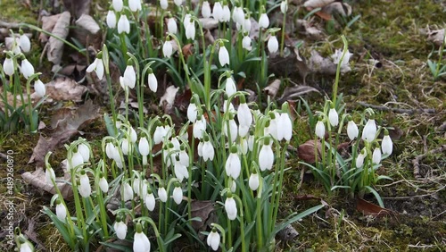 snowdrops flutter in the wind
