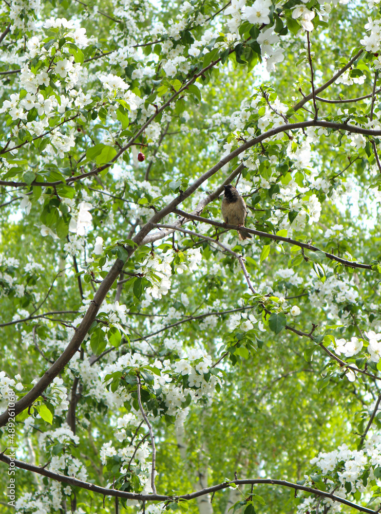 Sparrow bird sitting on an apple tree branch in spring. White apple tree blossoms are a fresh spring image. Sparrow bird sitting on an apple tree branch in spring. White apple tree blossoms are a fresh spring image.