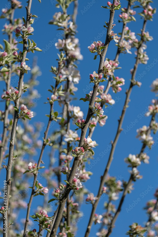 Apple tree blossoms