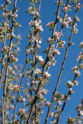 Apple tree blossoms © Azahara MarcosDeLeon