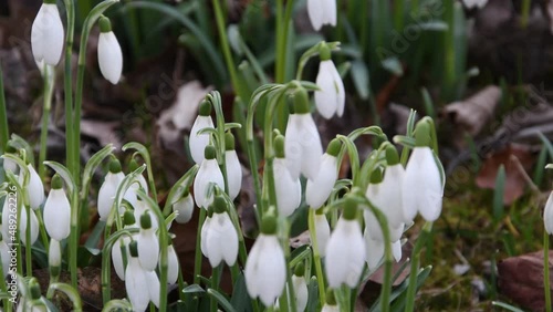 snowdrops flutter in the wind