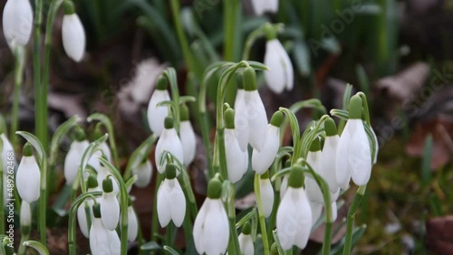 snowdrops flutter in the wind