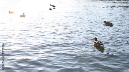 Autumn bad weather on a lake in germany, ducks in a park on a lake