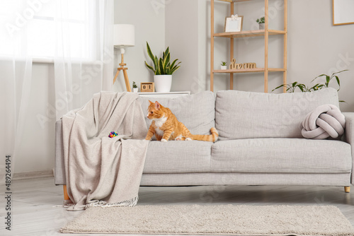Cute red cat on grey sofa i...