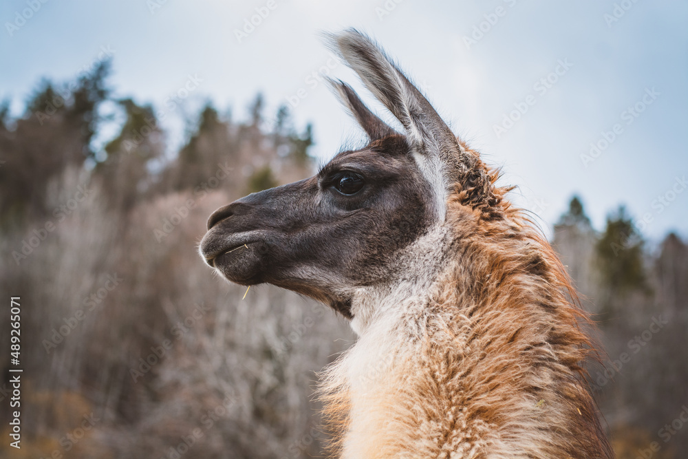 Fototapeta premium Lama