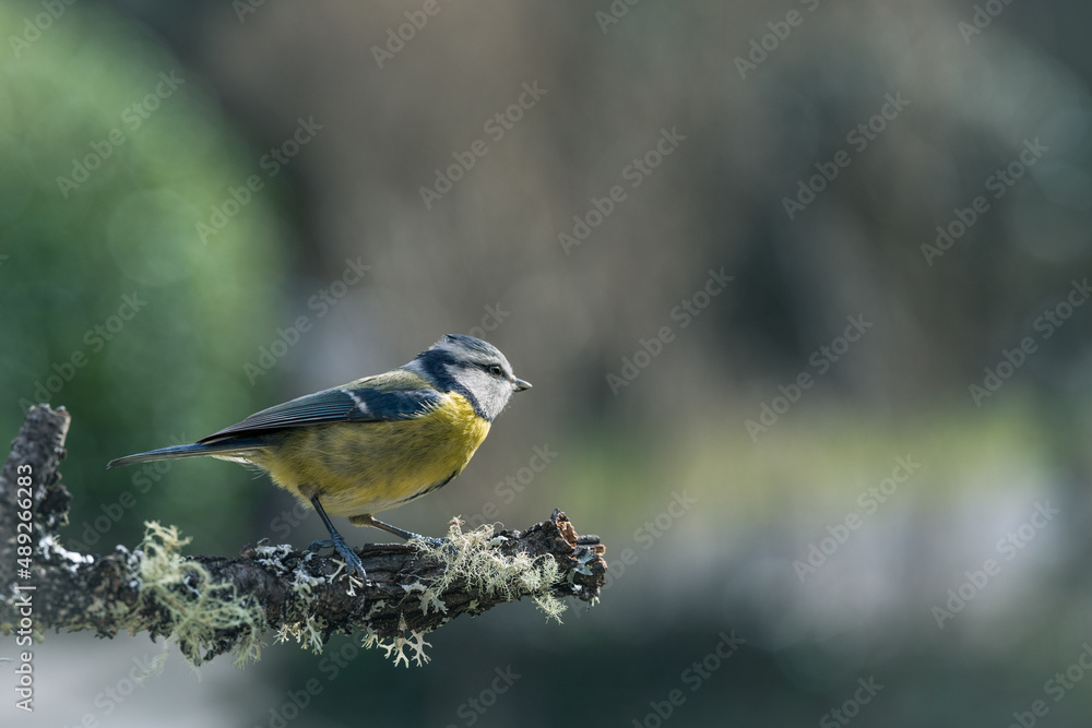Obraz premium Mésange bleue (Cyanistes caeruleus) perchée sur une branche avec du lichen