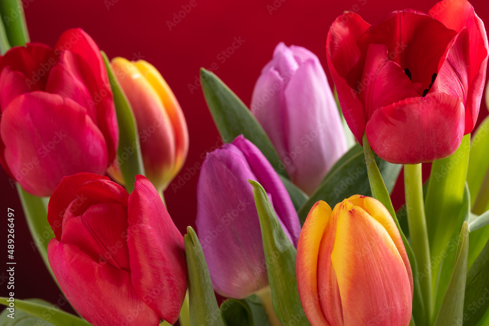 Yellow ,red and pink tulips over colored background. Yellow ,red and pink tulips over colored background.