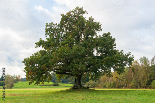 Short stem and fan-like crown of a solitary oak