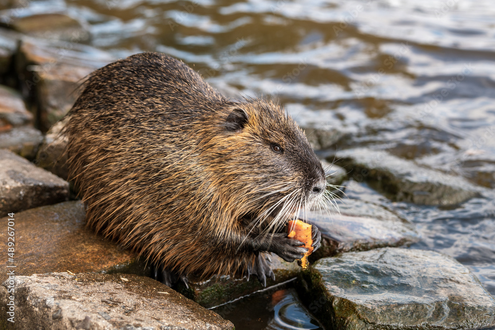 Nutria, with river city habitat near Charles bridge, Vltava, Prague, Czech Republic Nutria, with river city habitat near Charles bridge, Vltava, Prague, Czech Republic