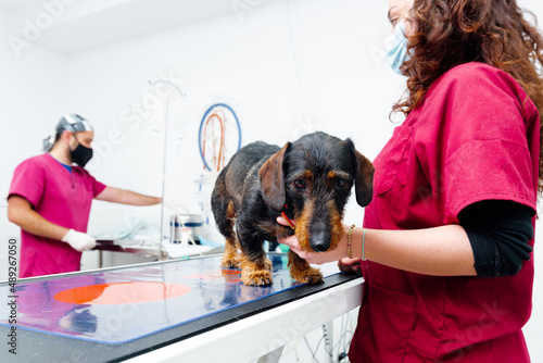 dachshund breed dog on a surgery table in a veterinary clinic. Veterinarians preparing for a surgical intervention.