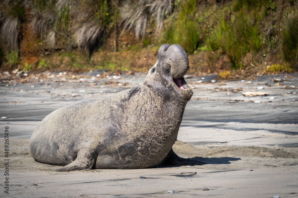 Male elephant seal on the beach after mating and fighting other elephant seals Male elephant seal on the beach after mating and fighting other elephant seals
