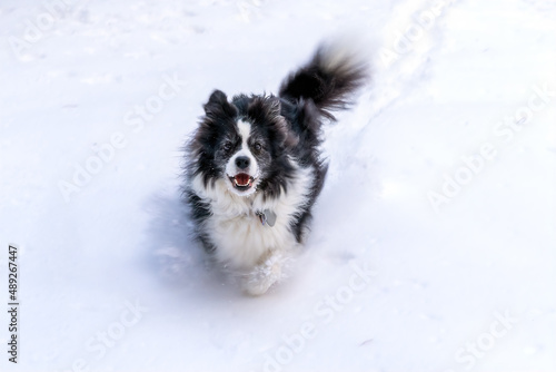 Boarder Collie in the Snow