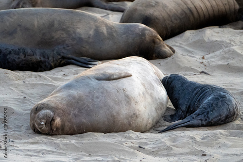 Elephant Seals on beach at A  o Nuevo State Park north of Santa Cruz  California