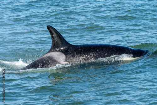 Orca Whales in Monterey Bay California near Santa Cruz © kcapaldo
