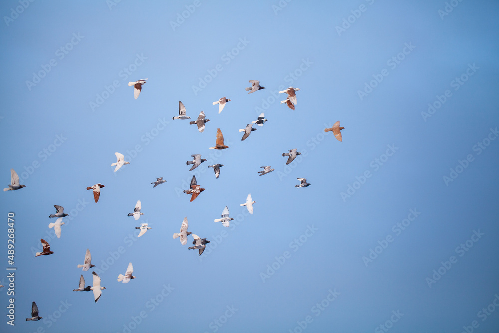 A flock of pigeons is flying in the blue sky. Pigeons are the symbol of freedom. Pigeons and the blue sky.