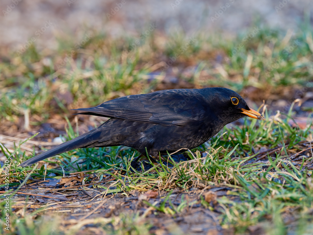 A thrush searches for food on the ground in the grass A thrush searches for food on the ground in the grass