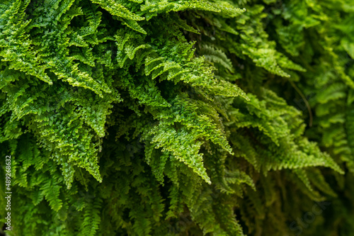 Close-up of a green fern wall. Cozy landscaping at home. 
