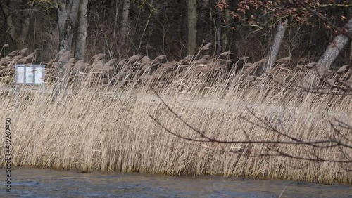 Autumn windy bad weather on the lake, autumn grass in the wind