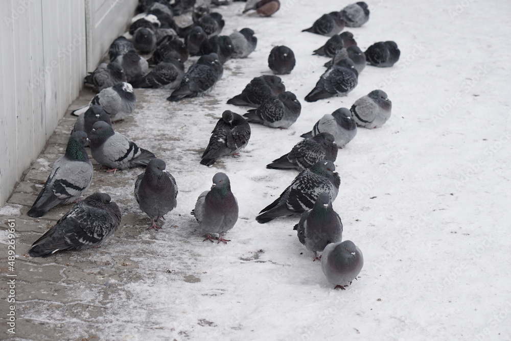 Fototapeta premium Pigeons in the snow. Urban birds.