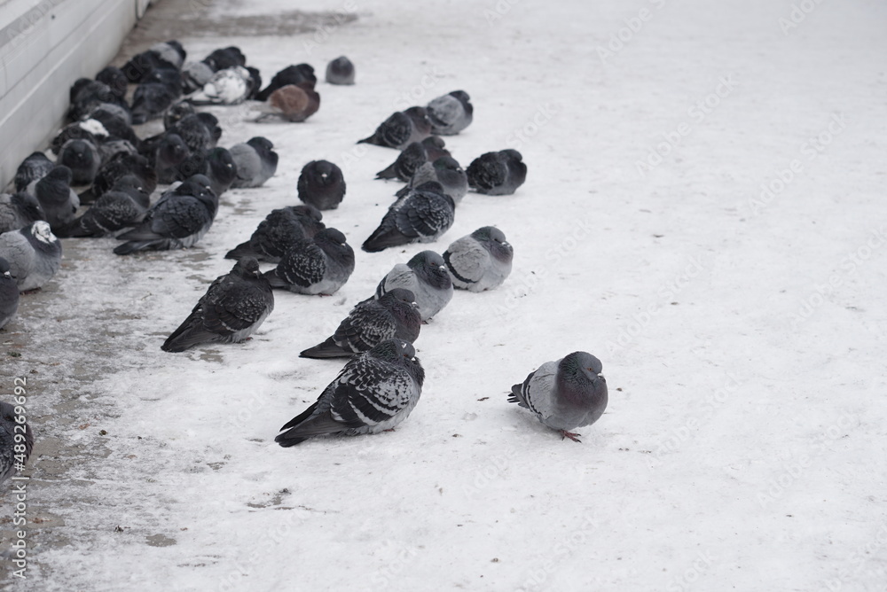 Fototapeta premium Pigeons in the snow. Urban birds.
