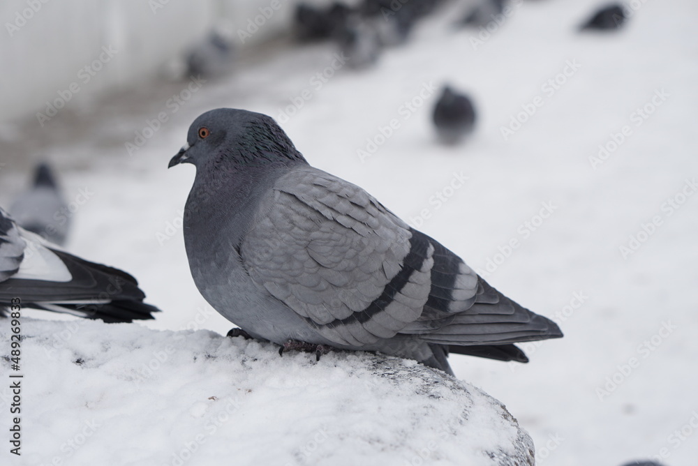 Pigeons in the snow. Urban birds. Pigeons in the snow. Urban birds.