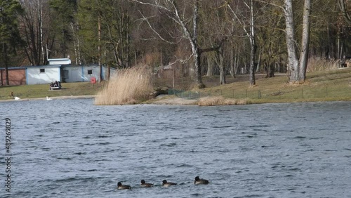 Autumn bad weather on a lake in germany, ducks in a park on a lake
