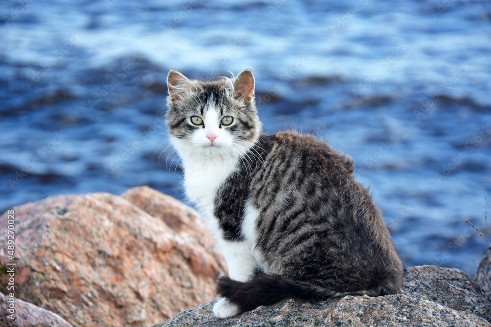 Portrait of a cute and cute domestic kitten on the background of the sea