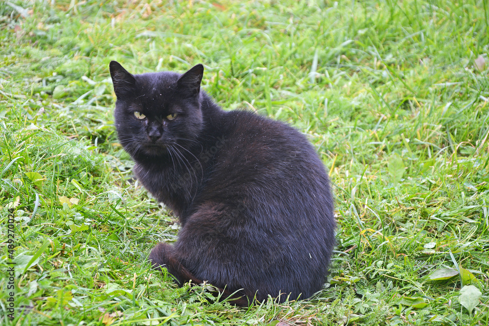 Cat gang - black cats sit in a group on the green grass and look at the camera