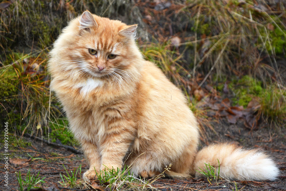 Stunningly beautiful, noble, red fluffy cat on the street. Portrait