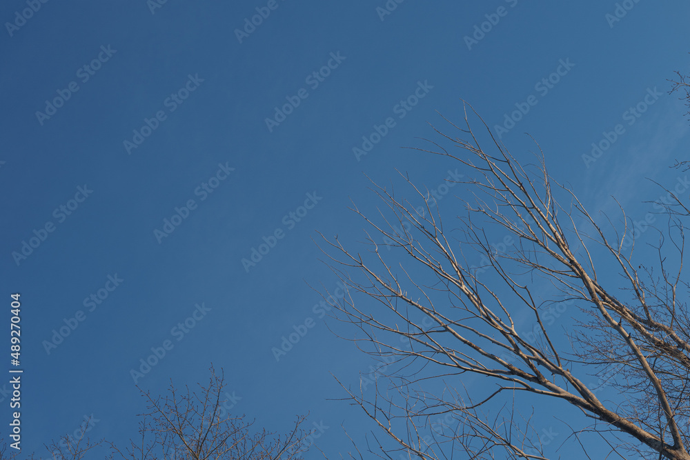 The crown of the tree against the blue sky. Branches without leaves. The crown of the tree against the blue sky. Branches without leaves.