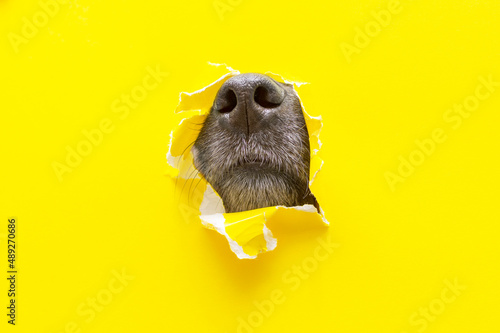 a dog nose sticks out of a hole in a yellow torn piece of paper