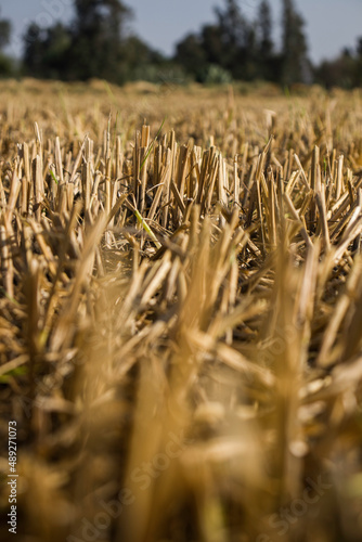 golden wheat field