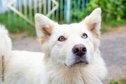 Close-up portrait of a white dog with heterochromia looking at the camera. Eyes of different colors. A pet with an unusual eye color. Walk the dog. Man's best friend. photo